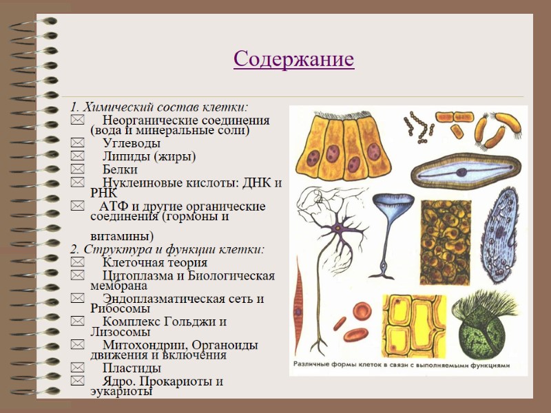 Содержание 1. Химический состав клетки: *     Неорганические соединения (вода и